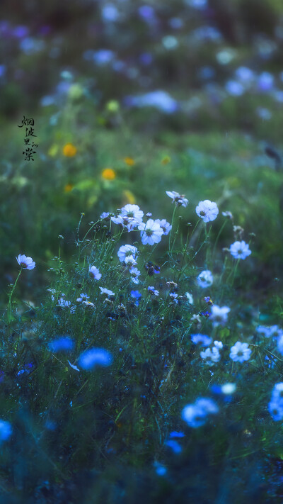 雨天的花草