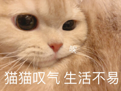 猫咪表情包