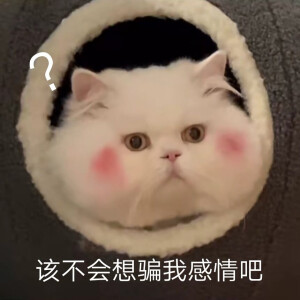 猫咪表情包