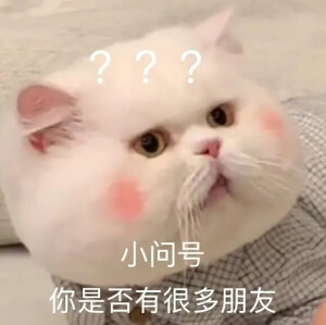 猫咪表情包