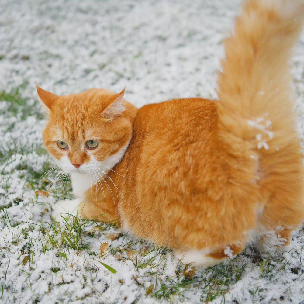 雪中大橘