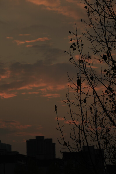 秋日 壁纸 摄影 手机壁纸