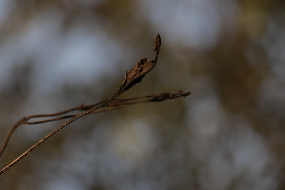 秋日 壁纸 摄影 手机壁纸