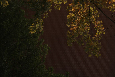 秋日 壁纸 摄影 手机壁纸