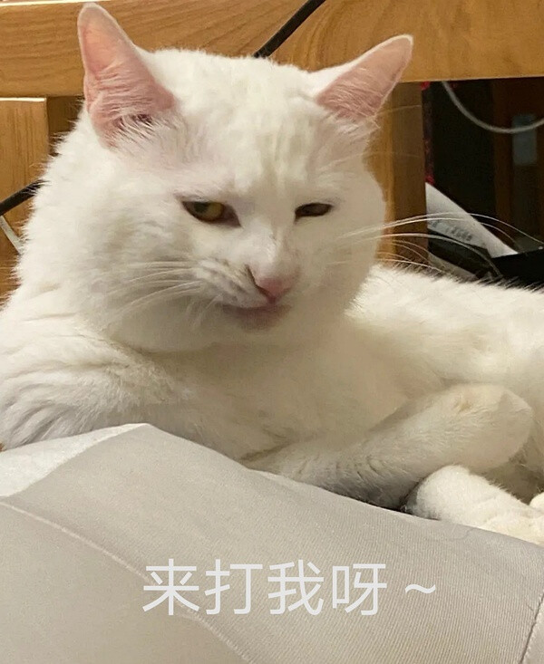 油腻猫猫四连图