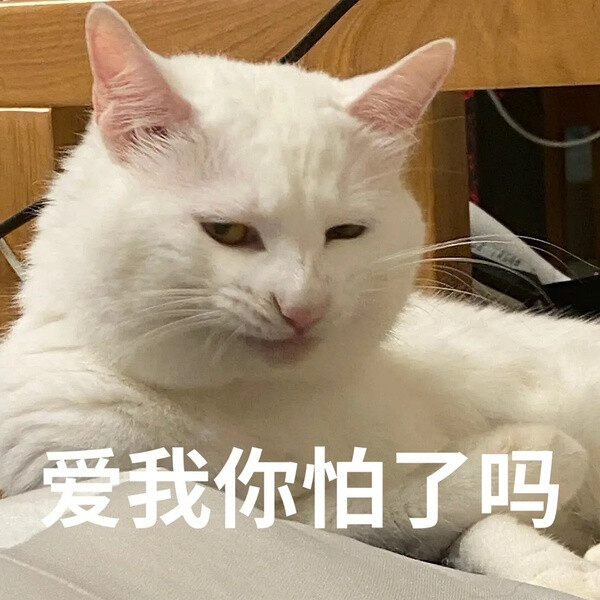 油腻猫猫四连图