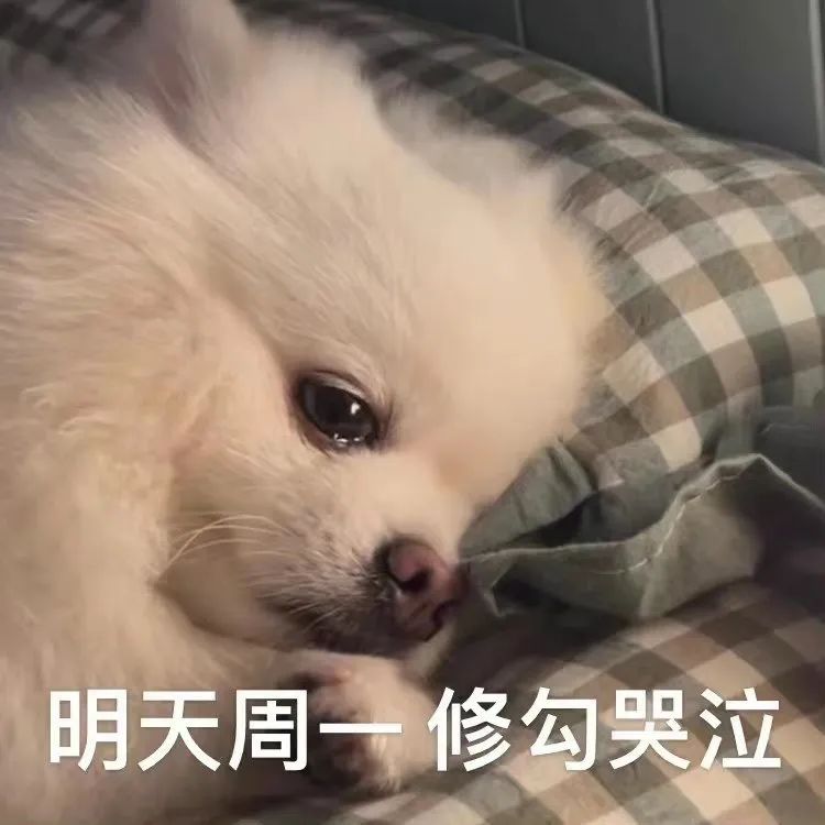 是个小哭包oAo