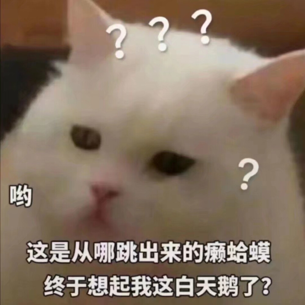 猫猫表情包