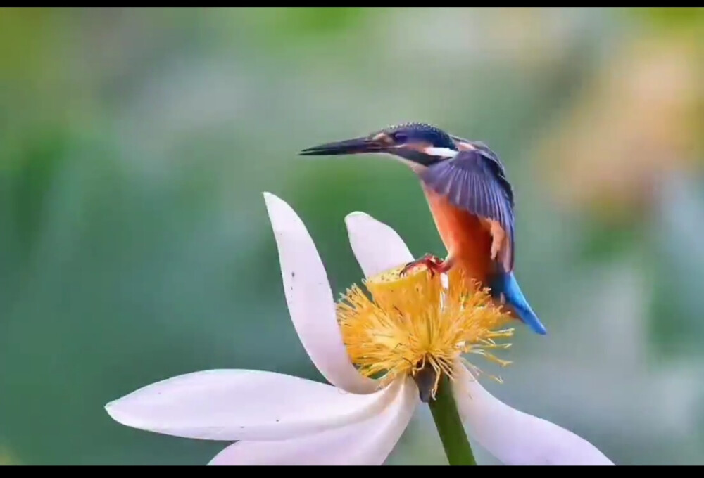 翠鸟