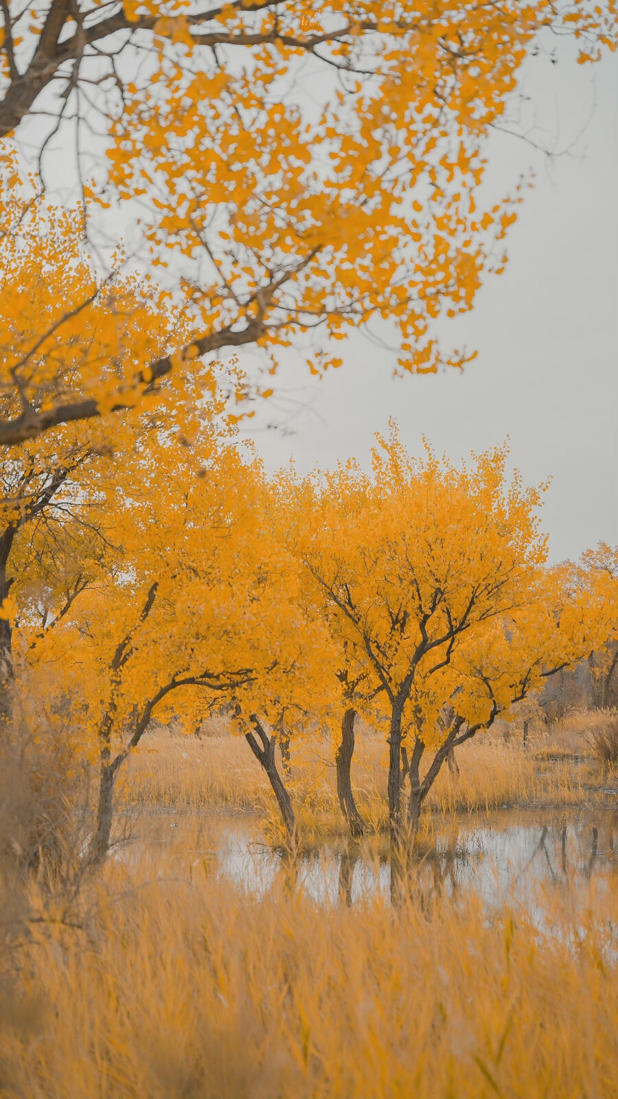 人间朝暮，叶落惊秋
©️:初拾三月