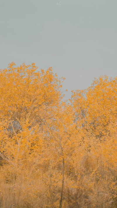 人间朝暮，叶落惊秋
©️:初拾三月