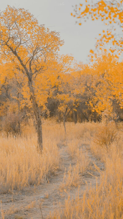 人间朝暮，叶落惊秋
©️:初拾三月