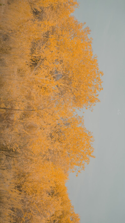 人间朝暮，叶落惊秋
©️:初拾三月