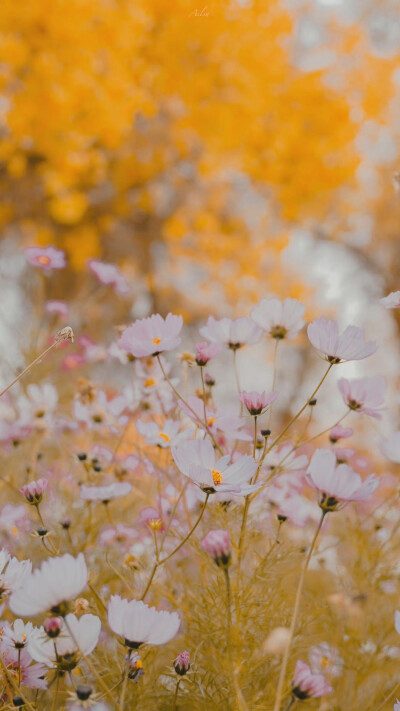 人间朝暮，叶落惊秋
©️:初拾三月