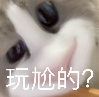 小猫咪布偶沙雕表情包老鼠猫