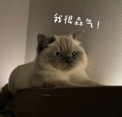 小猫咪表情包可爱