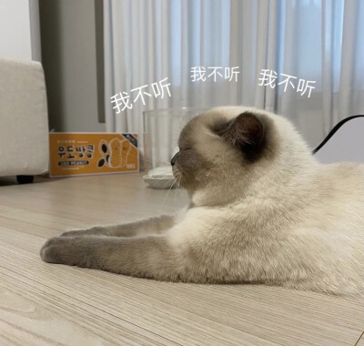 小猫咪表情包可爱