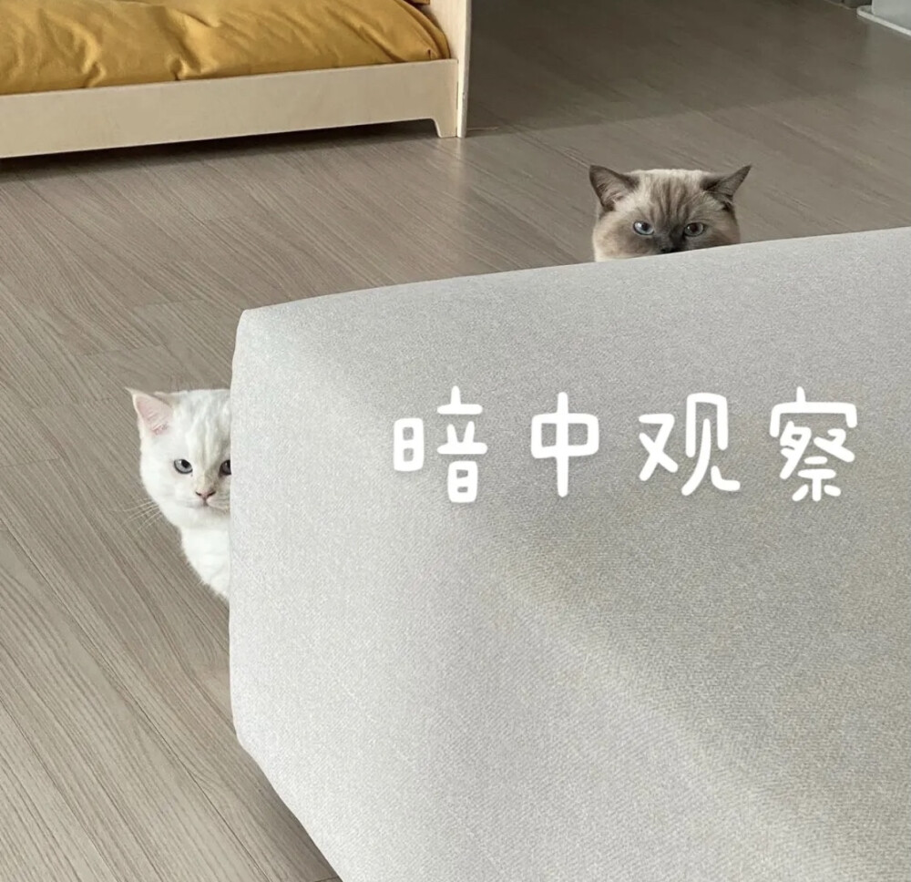 小猫咪表情包可爱