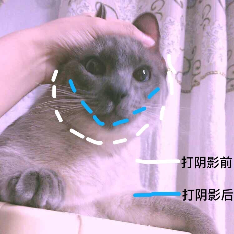 #暹罗猫 #挖煤猫