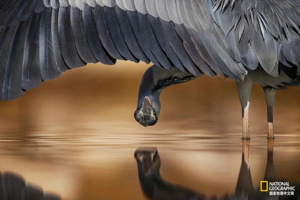 苍鹭回探
苍鹭（Ardea cinerea）又称灰鹭，为鹭科鹭属的一种涉禽，是欧亚大陆与非洲大陆的湿地中极为常见的水鸟。它们性格孤僻，严冬时节在沼泽边常可以看到独立寒风中的苍鹭。摄影：AHMAD AL-ESSA