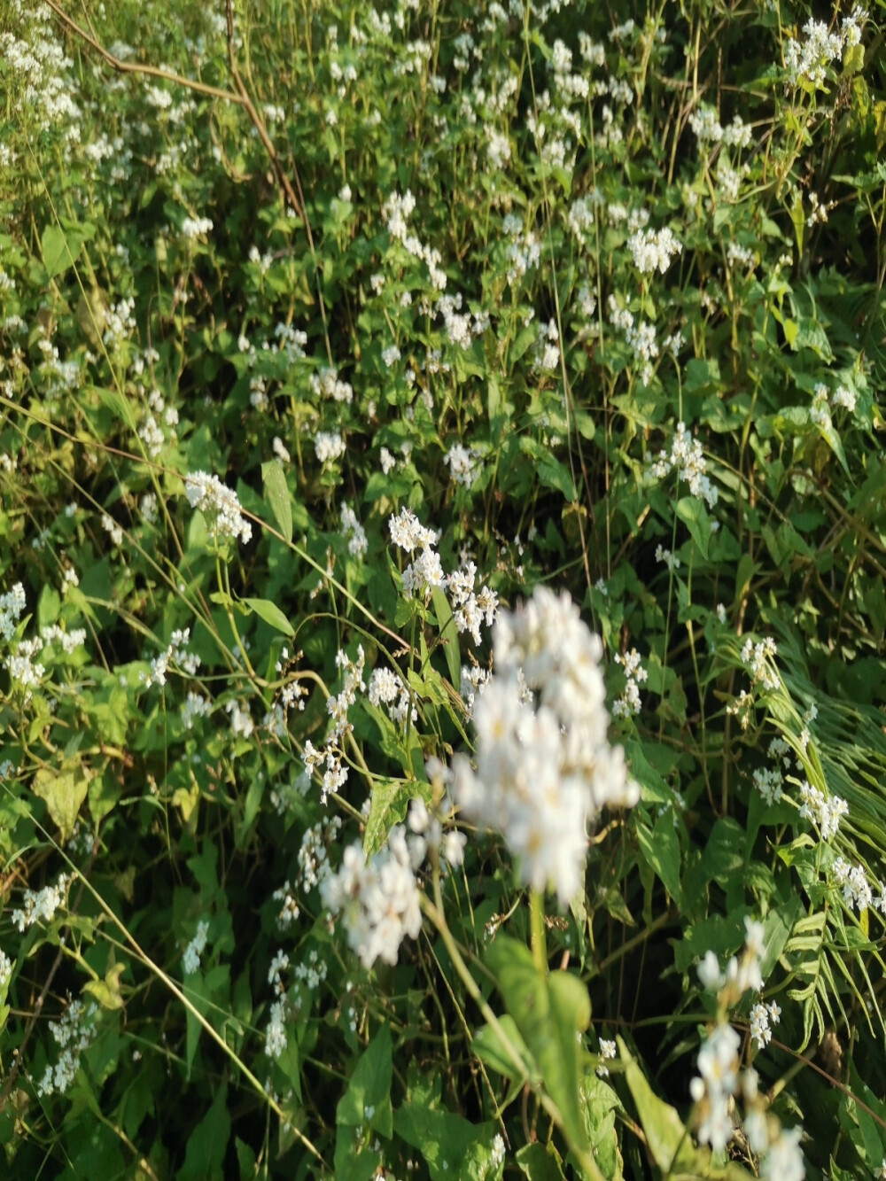 荞麦花如雪