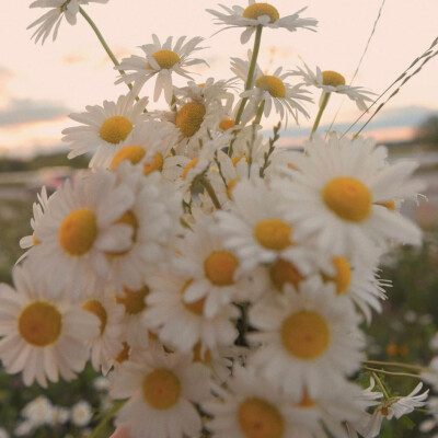 花朵~