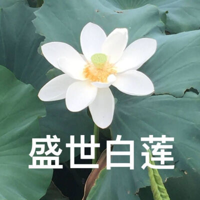 莲花头像