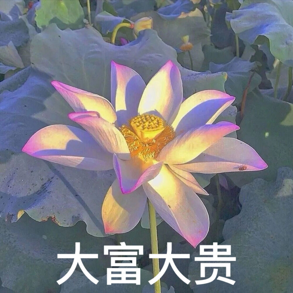 莲花头像