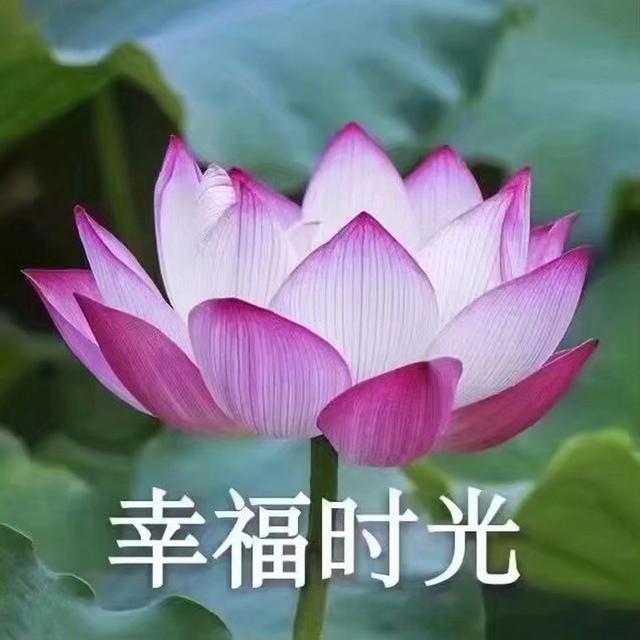 莲花头像