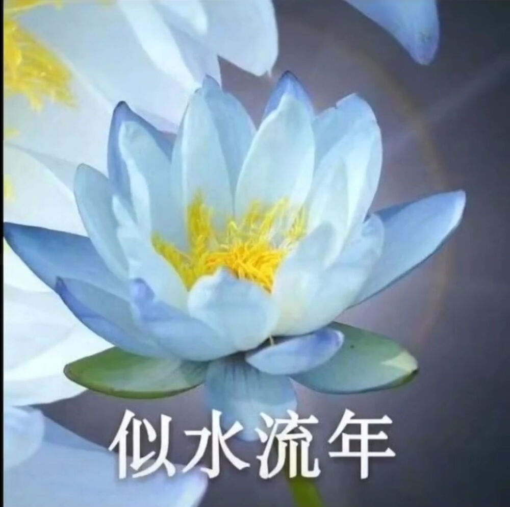 莲花头像