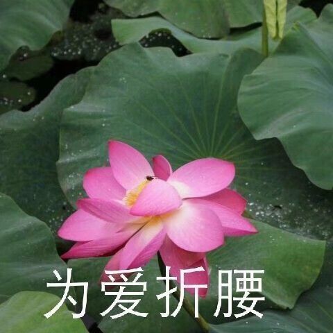 莲花头像