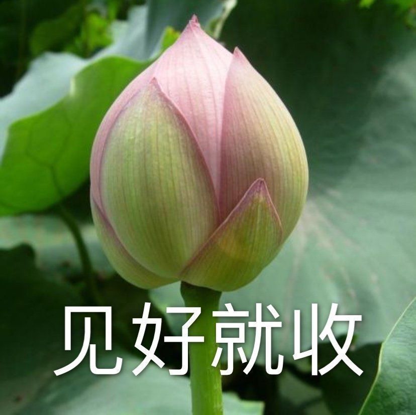 莲花头像