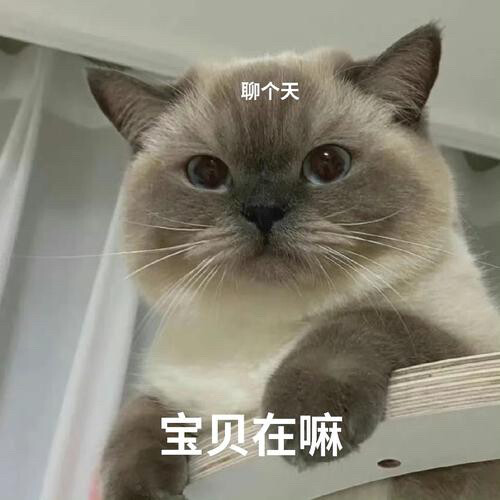 表情包