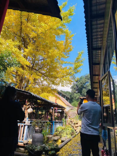 最美的花园餐厅：山脚底烤全羊，一个餐厅里有三颗高大的银杏树，金黄遍地、景色很美。
在这个餐厅里，有秋千、台球桌、麻将桌、儿童乐园，即可吃烤一只云南本土黑山羊icon、烤羊腿、烤鸡，又可以吃具有20年历史的读…