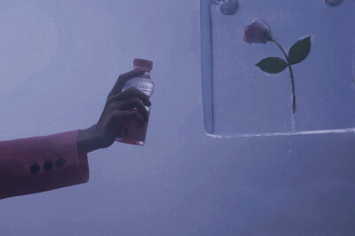 “哈莉奎茵的玫瑰”