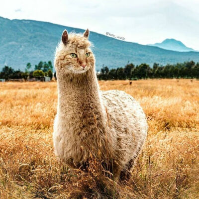 alpacat