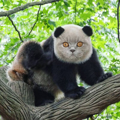 Pandacat!