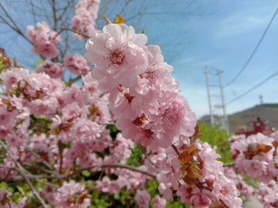 花花的世界