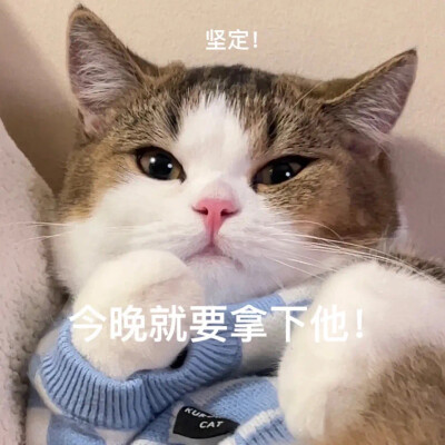 猫咪 表情包