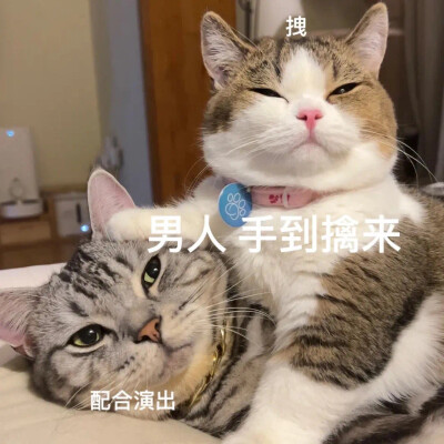 猫咪 表情包