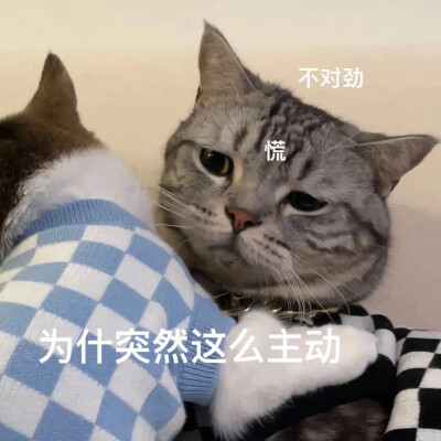 猫咪 表情包