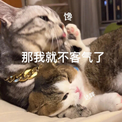 猫咪 表情包