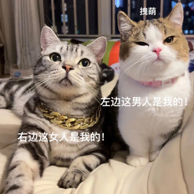 猫咪 表情包