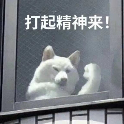 动物