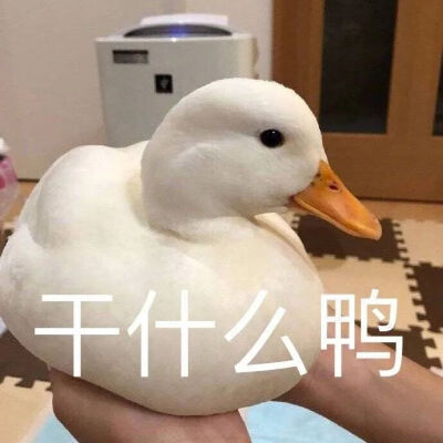 是个小哭包oAo