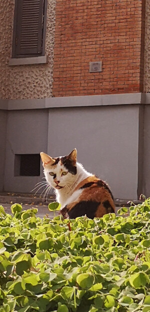 我生命里的动物