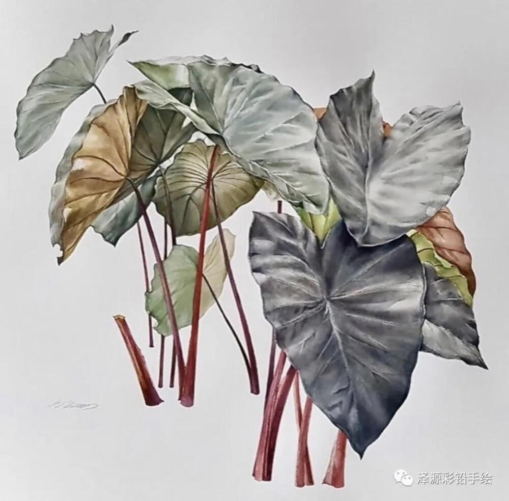 画师：haeryun_lee植物系列