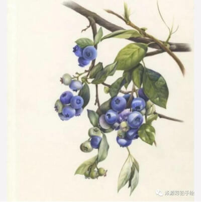 画师：haeryun_lee植物系列