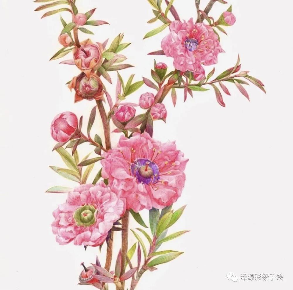 画师：haeryun_lee植物系列