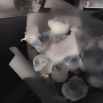 藍·桉 × 釋·槐·鳥
Eucalyptus globulus｜Shi Huai Niao
